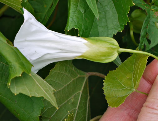 image of Convolvulus fraterniflorus, Twin-flowered Bindweed, Twoflower Bindweed, Shortstalk False Bindweed