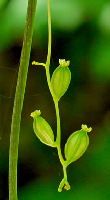 image of Dioscorea villosa, Common Wild Yam, Streamhead Yam, Yellow Yam