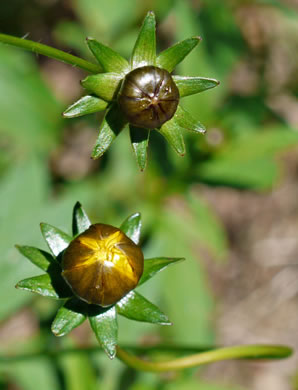 Coreopsis pubescens var. pubescens, Common Hairy Coreopsis, Star Tickseed