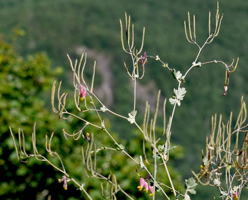 image of Capnoides sempervirens, Pale Corydalis, Rock Harlequin, Pink Corydalis, Tall Corydalis