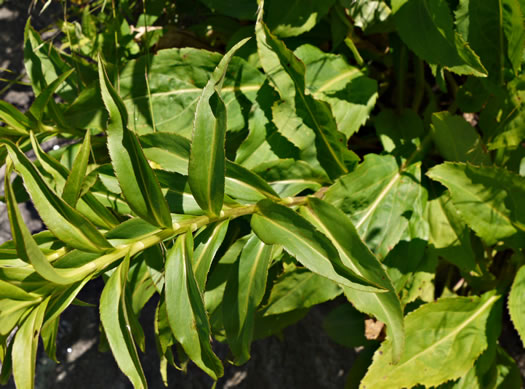 image of Solidago simulans, Granite Dome Goldenrod, Cliffside Goldenrod