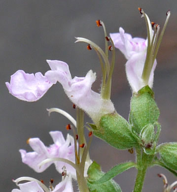 image of Teucrium canadense var. canadense, American Germander, Wood Sage, Common Germander