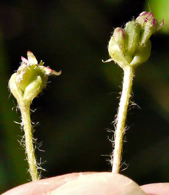 image of Centella erecta, Centella, Erect Coinleaf, False Pennywort