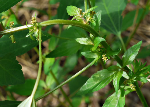 image of Acalypha rhomboidea, Common Threeseed Mercury, Rhombic Copperleaf