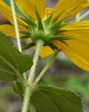 image of Helianthus hirsutus, Hairy Sunflower, Rough Sunflower