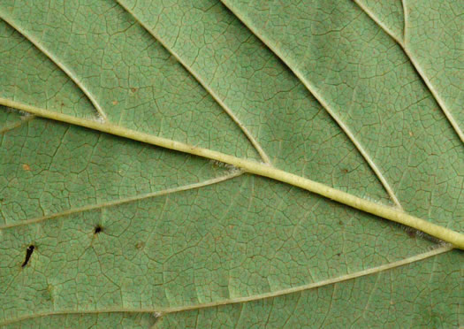 image of Viburnum recognitum, Smooth Arrowwood, Northern Arrowwood