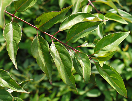 image of Swida foemina, Southern Swamp Dogwood