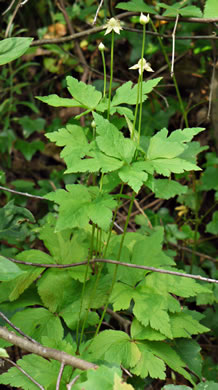 image of Anemone virginiana var. virginiana, Thimbleweed, Tall Thimbleweed, Tall Anemone