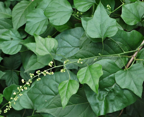 image of Nephroia carolina, Carolina Moonseed, Coralbeads, Carolina Snailseed, Red Moonseed