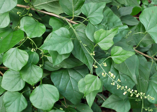 Nephroia carolina, Carolina Moonseed, Coralbeads, Carolina Snailseed, Red Moonseed