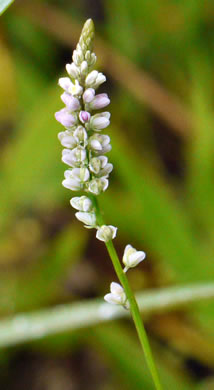 image of Polygala ambigua, Loose Milkwort, Alternate Milkwort, Whorled Milkwort