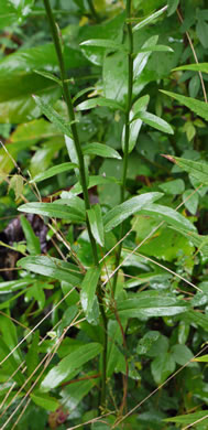 image of Lobelia spicata, Pale Spiked Lobelia, Palespike Lobelia