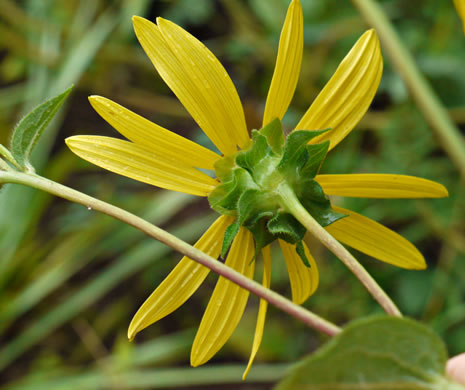 image of Silphium dentatum, Starry Rosinweed