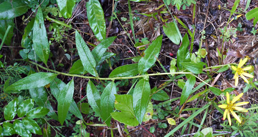 image of Silphium dentatum, Starry Rosinweed