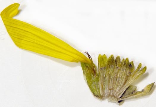 image of Silphium dentatum, Starry Rosinweed