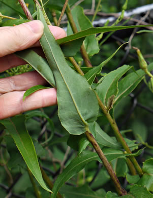 image of Lactuca canadensis, American Wild Lettuce, Canada Lettuce