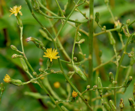 image of Lactuca canadensis, American Wild Lettuce, Canada Lettuce