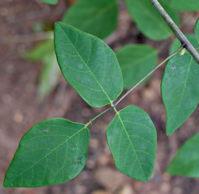 Desmodium laevigatum, Smooth Tick-trefoil