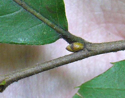 image of Castanea pumila, Common Chinquapin, Chinkapin, Allegheny Chinquapin