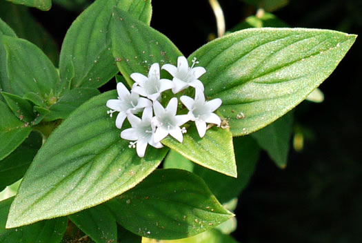 image of Richardia brasiliensis, Brazilian-clover, Tropical Mexican-clover, Tropical Richardia