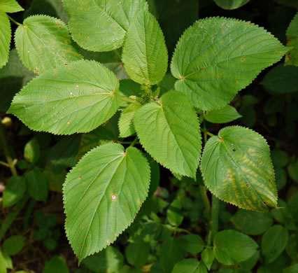 image of Acalypha ostryifolia, Pineland Threeseed Mercury, Hophornbeam Copperleaf, Roughpod Copperleaf