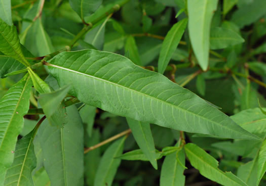 image of Persicaria pensylvanica, Pennsylvania Smartweed, Pinkweed, Common Smartweed