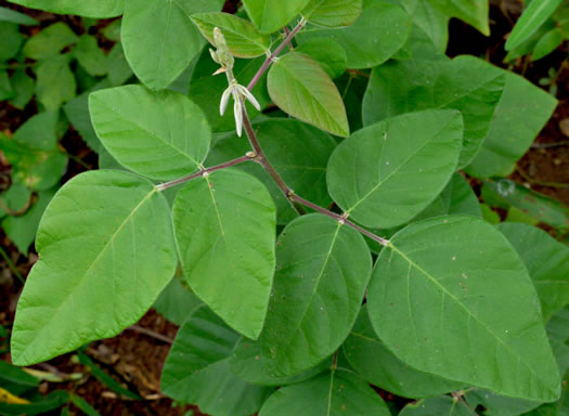 image of Desmodium viridiflorum, Velvety Tick-trefoil, Velvety Tick-clover