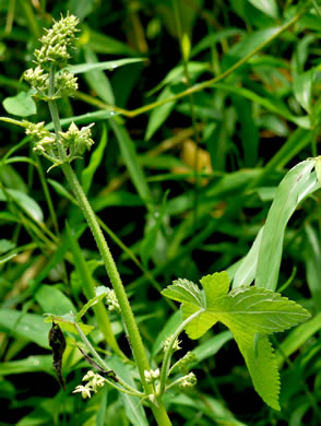 image of Humulus scandens, Japanese Hops