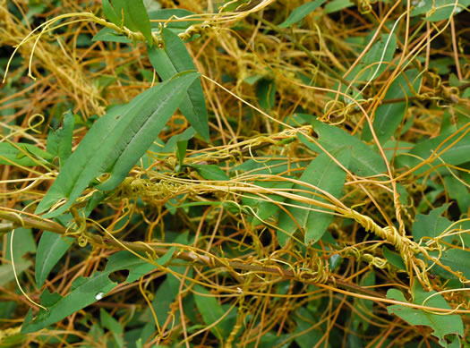 image of Cuscuta gronovii, Common Dodder, Swamp Dodder