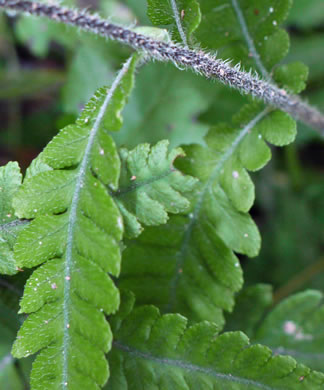 image of Deparia acrostichoides, Silvery Glade Fern, Silvery Spleenwort