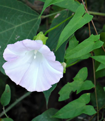 image of Convolvulus fraterniflorus, Twin-flowered Bindweed, Twoflower Bindweed, Shortstalk False Bindweed