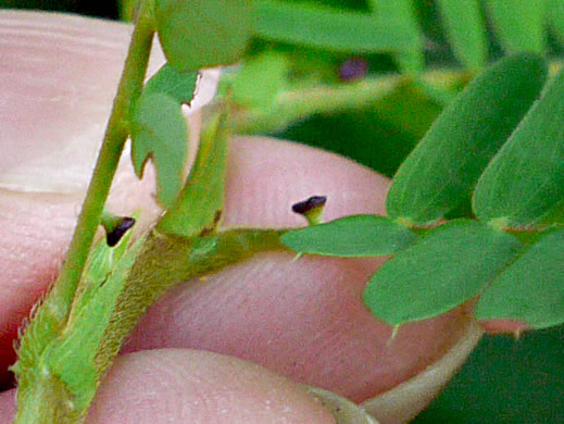 image of Chamaecrista nictitans var. nictitans, Sensitive Partridge-pea, Common Sensitive-plant