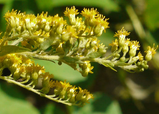 image of Solidago gigantea, Smooth Goldenrod, Late Goldenrod, Giant Goldenrod