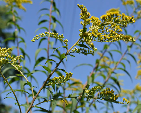 image of Solidago gigantea, Smooth Goldenrod, Late Goldenrod, Giant Goldenrod