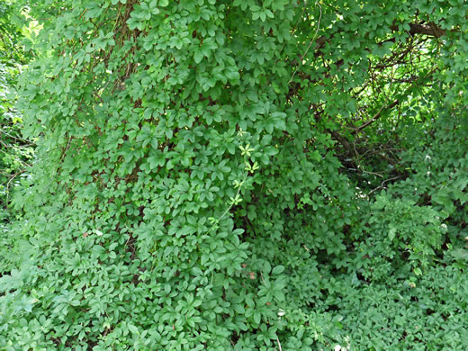 image of Akebia quinata, Five-leaf Akebia, Chocolate-vine