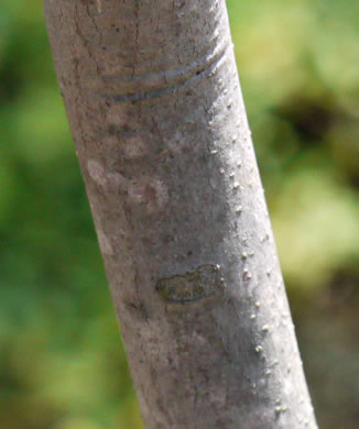 image of Cladrastis kentukea, Kentucky Yellowwood, Gopherwood