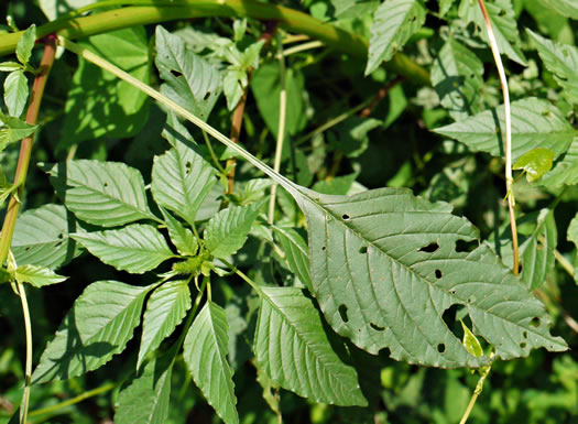 image of Amaranthus hybridus ssp. hybridus, Smooth Pigweed, Smooth Amaranth, Green Amaranth, Slim Amaranth