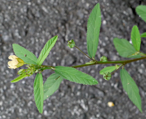 image of Sida rhombifolia var. rhombifolia, Arrowleaf Sida, Diamondleaf Fanpetal, Cuban Jute