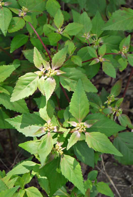 image of Euphorbia dentata, Painted Leaf, Wild Poinsettia, Green Poinsettia, Toothed Spurge