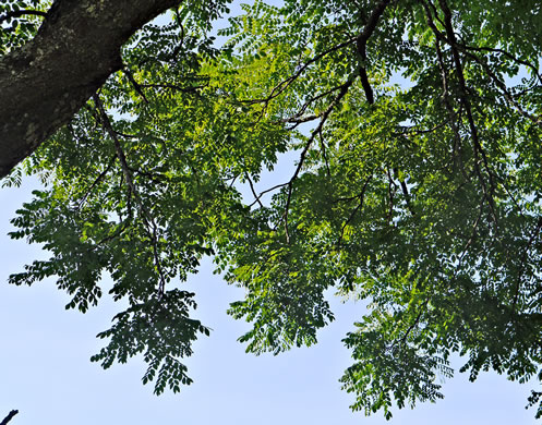 image of Gymnocladus dioicus, Kentucky Coffeetree, Kentucky Mahogany