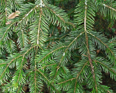 image of Abies nordmanniana, Nordmann Fir, Caucasian Fir