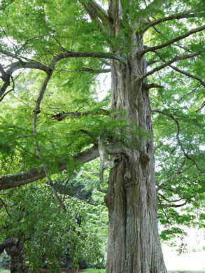 image of Taxodium distichum, Bald Cypress