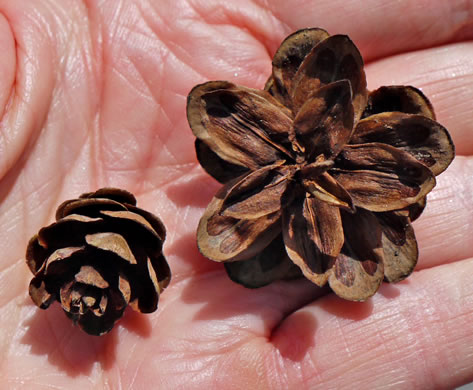 Tsuga caroliniana, Carolina Hemlock, Crag Hemlock