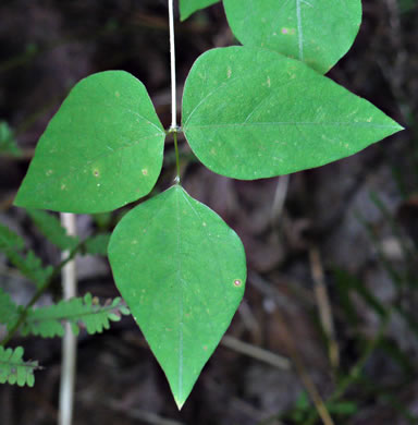 image of Amphicarpaea bracteata +, American Hog-peanut