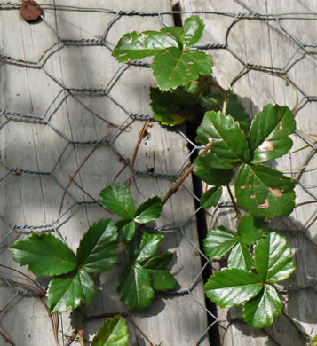 Rubus hispidus, Swamp Dewberry, Bristly Dewberry