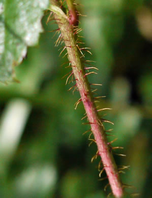 image of Rubus hispidus, Swamp Dewberry, Bristly Dewberry