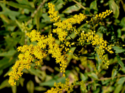 image of Solidago gigantea, Smooth Goldenrod, Late Goldenrod, Giant Goldenrod