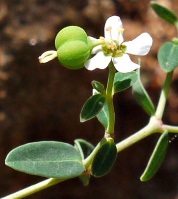 Euphorbia pubentissima