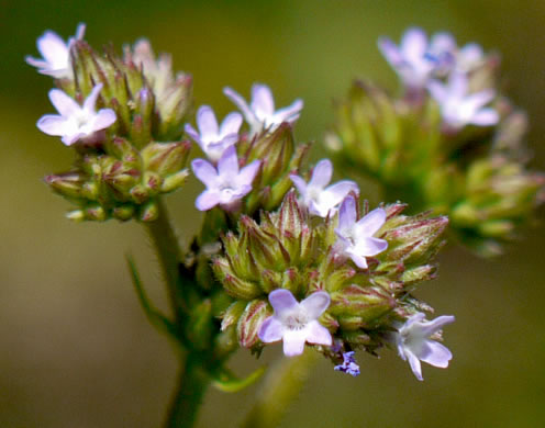 image of Verbena brasiliensis, Brazilian Vervain