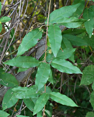 image of Bignonia capreolata, Crossvine